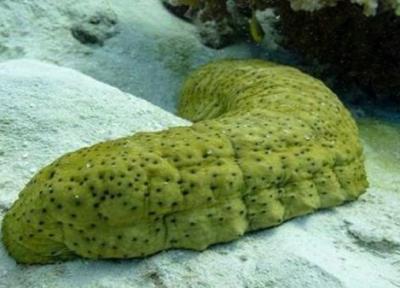 خیار دریایی، عجیب ترین موجود آبزی را بیشتر بشناسید